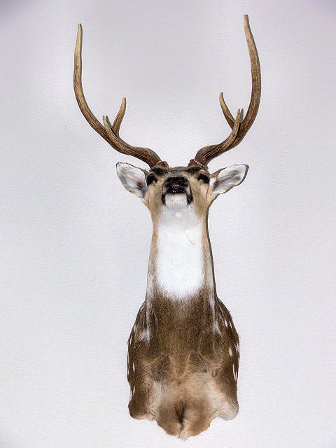 Axis_Mount.jpg