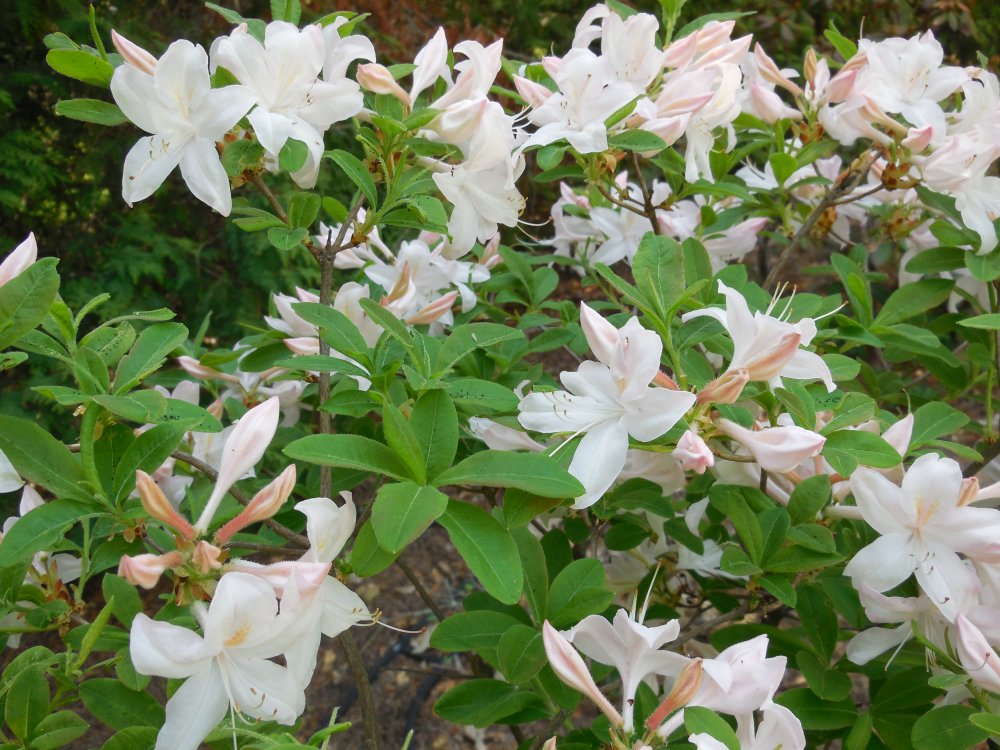 Azalea lt. pink.JPG