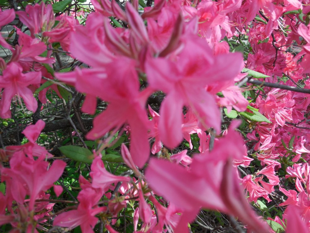 azalea pink.JPG
