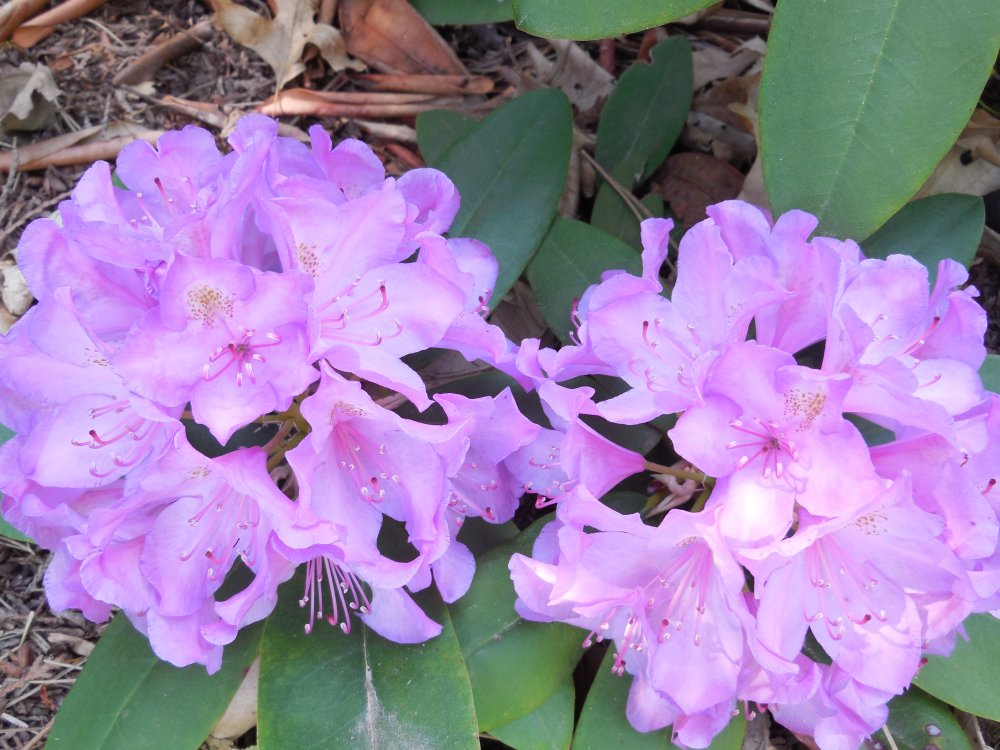 azalea purple.JPG
