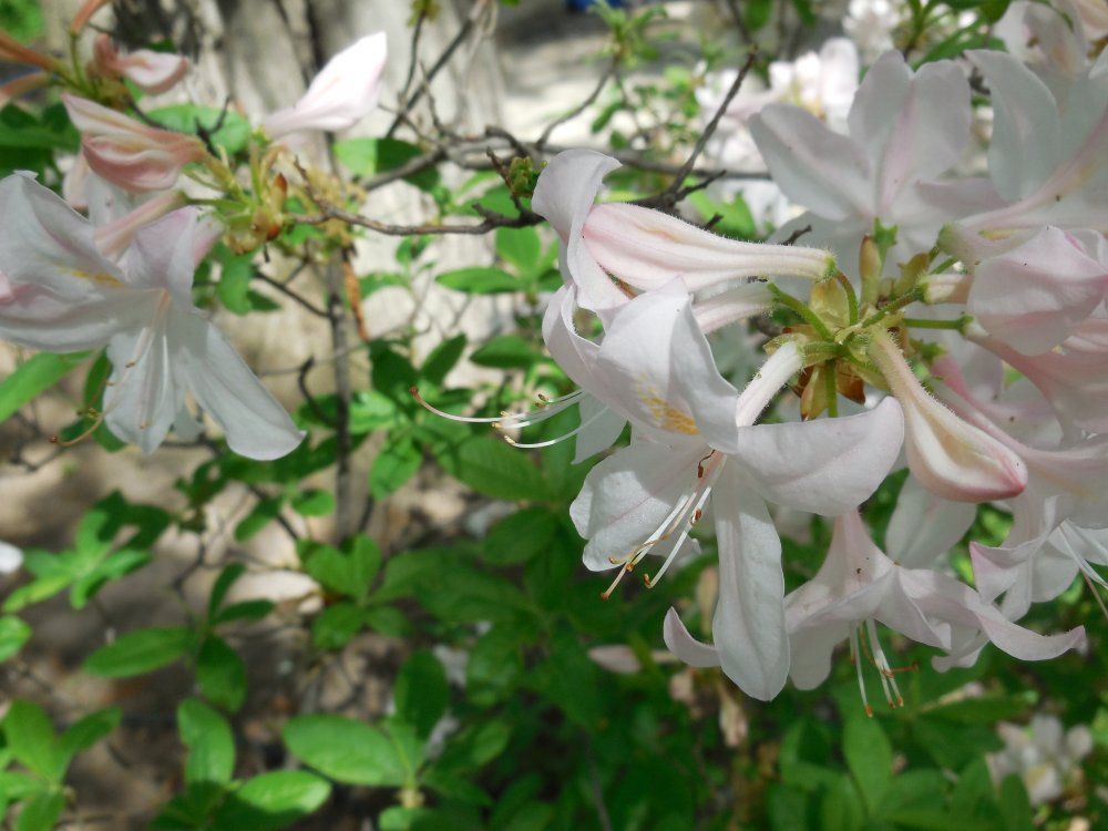 azalea white.JPG