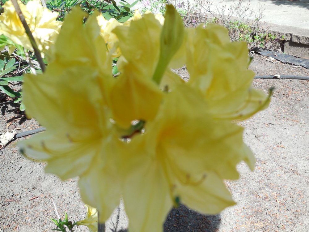 azalea yellow.JPG