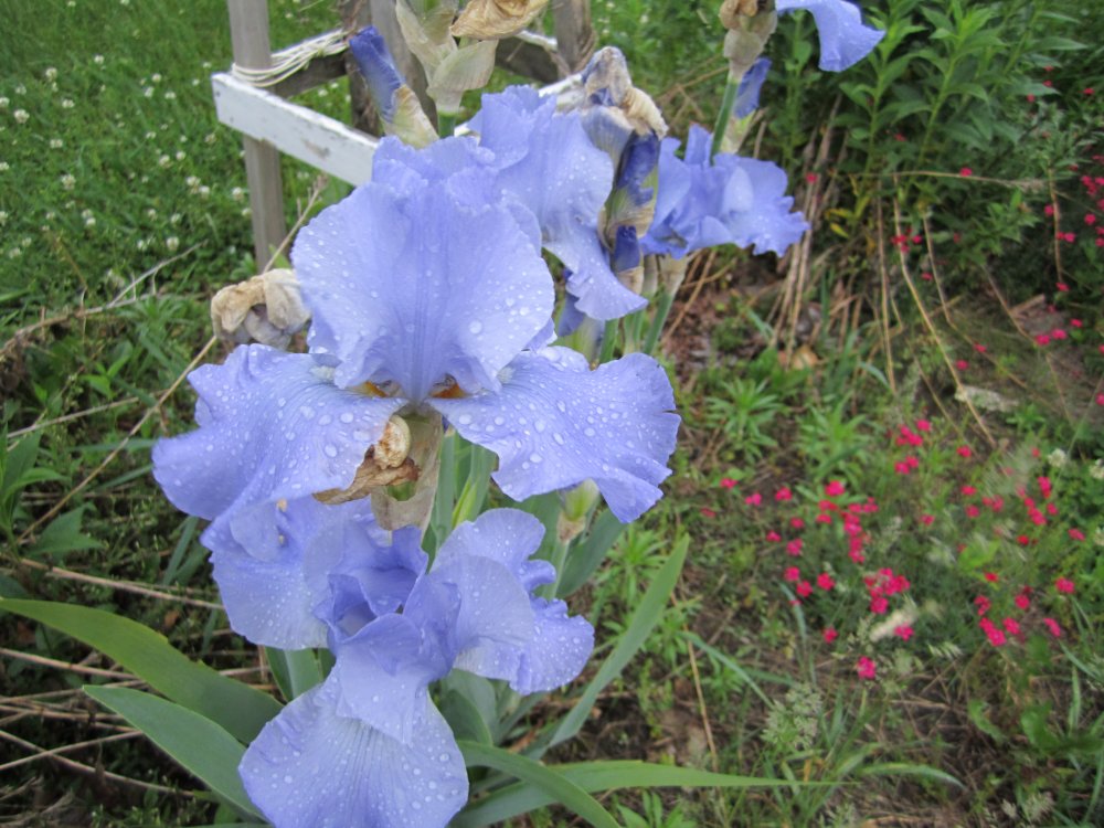 Baby-blue iris 2.JPG