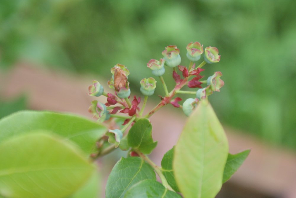 baby blueberries.JPG