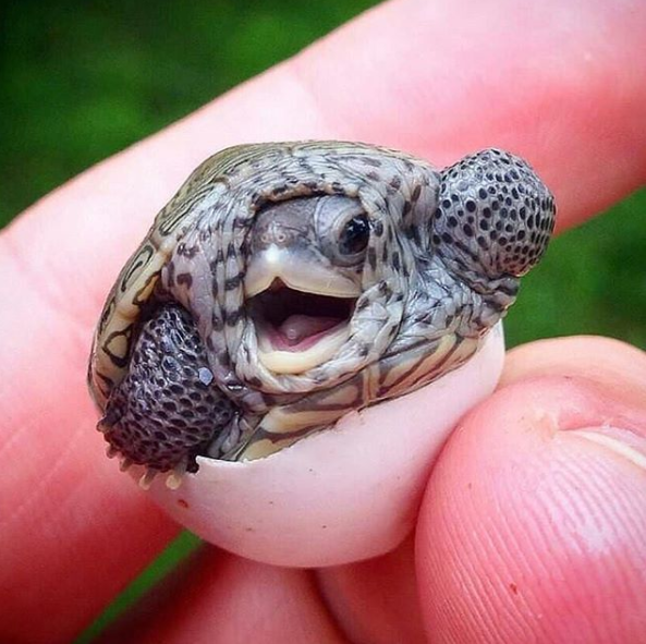 baby turtle.png
