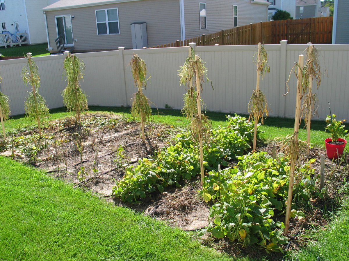 Backyard -9-24-2019.JPG