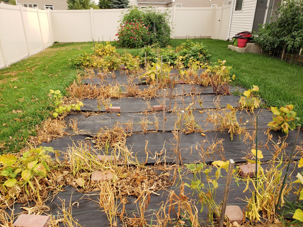 Backyard Bean Nursery  8-9-21- #2.jpg