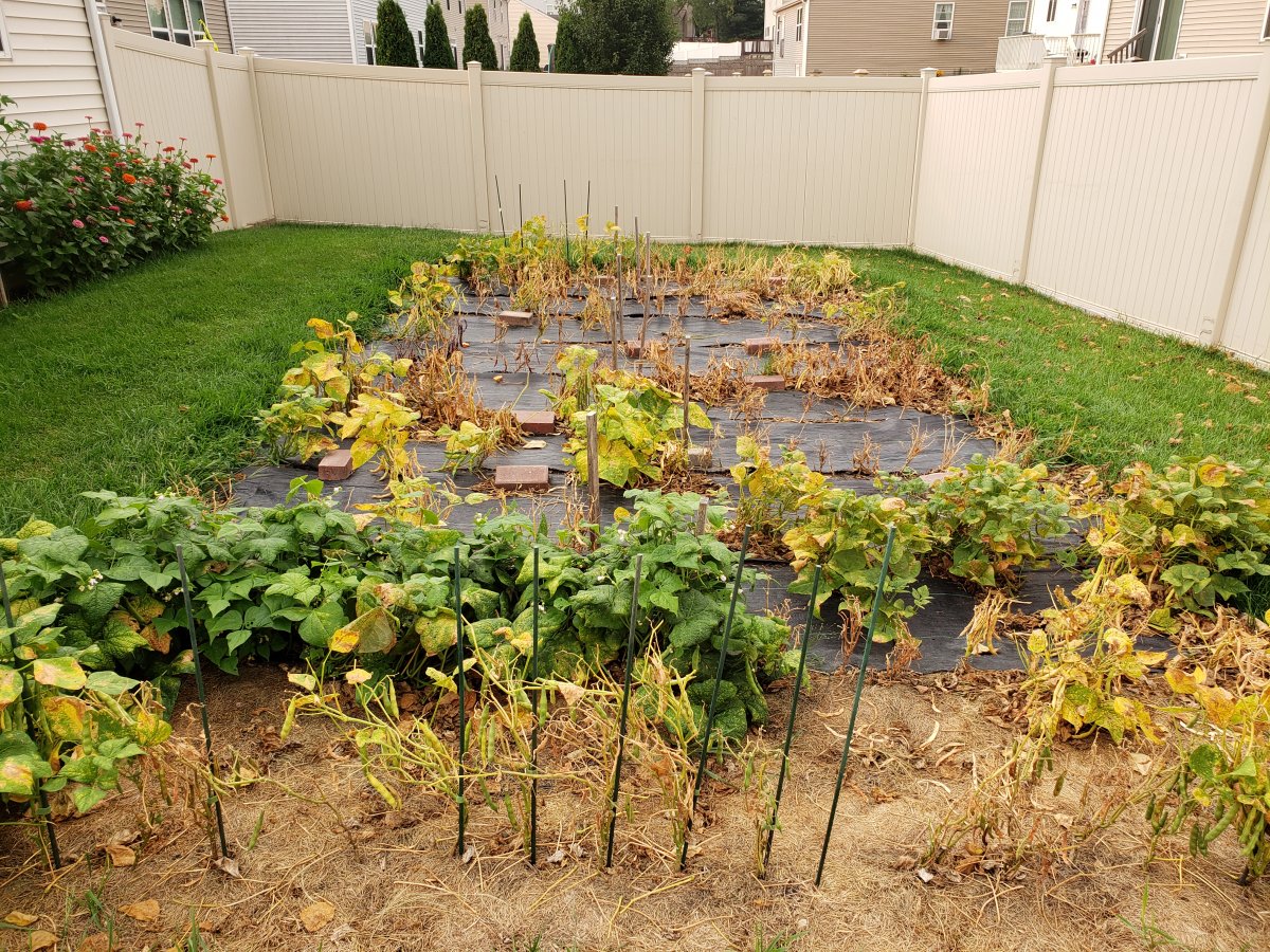 Backyard Bean Nursery  8-9-21- #3.jpg