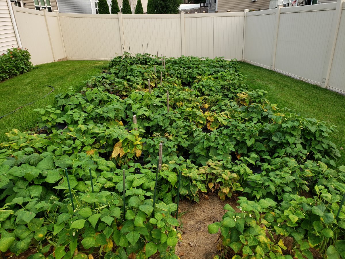 Backyard Bean Nursery Color Change 7-21-21 - #2.jpg