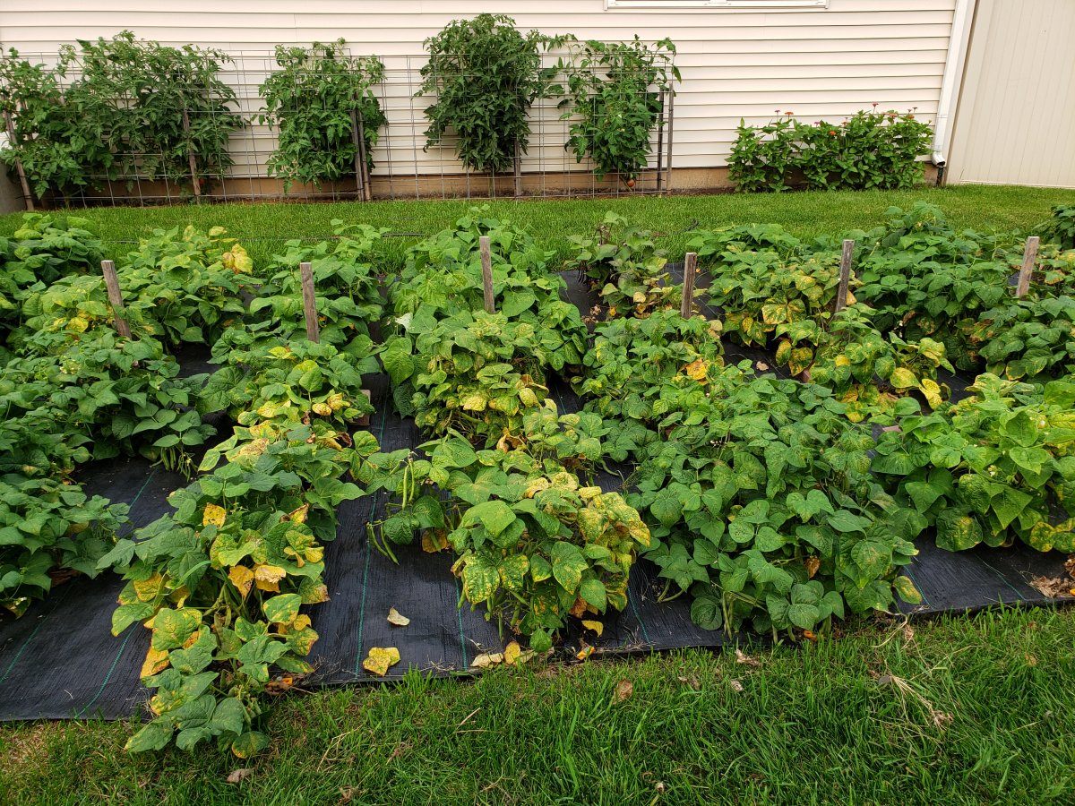 Backyard Bean Nursery Color Change 7-21-21.jpg