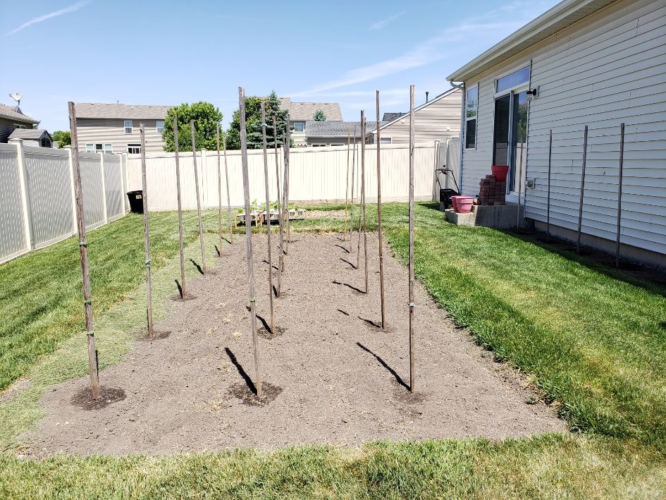 Backyard Bean Nursery Pole Beans - 2-29-2023.jpg