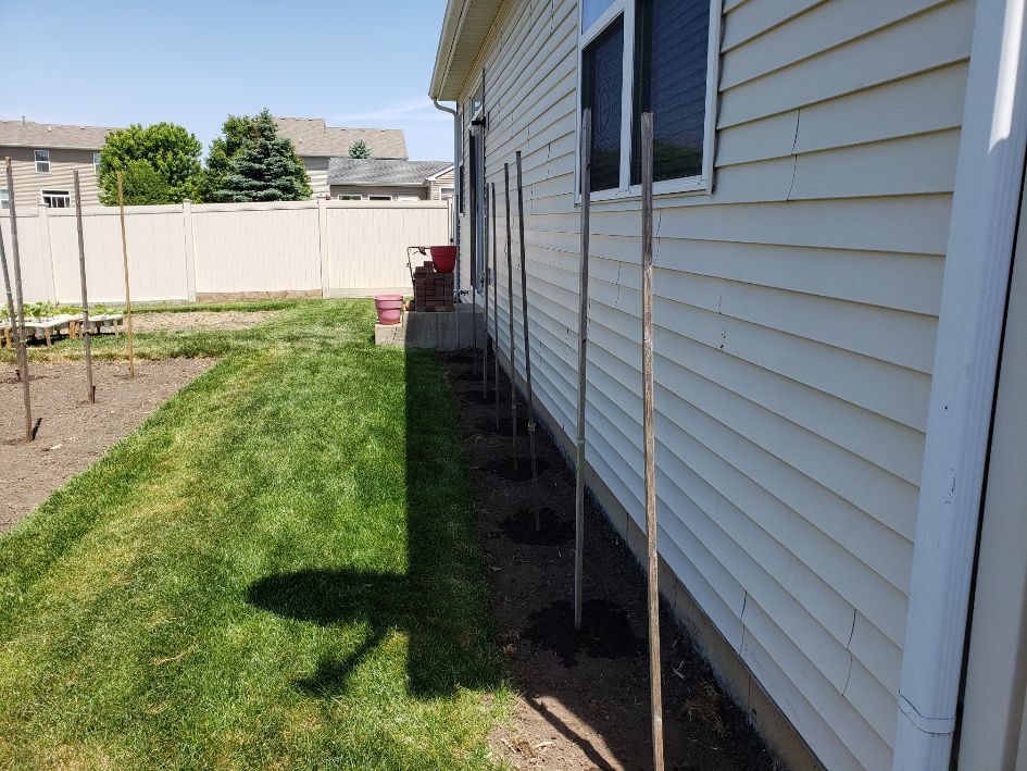 Backyard Flower Bed Pole Beans - 5-29-23.jpg