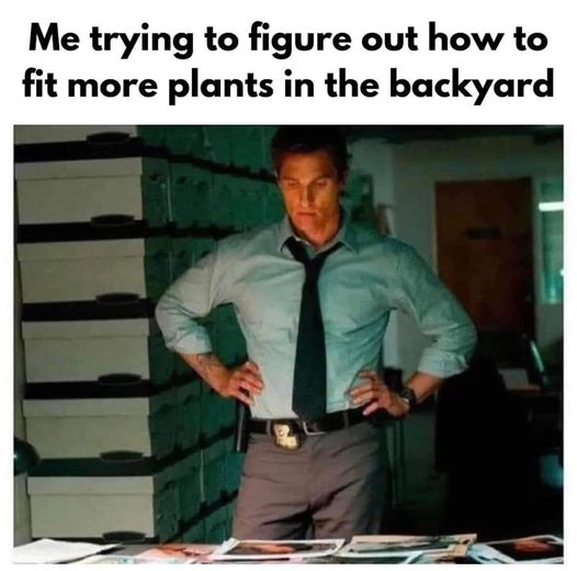 backyard.jpg
