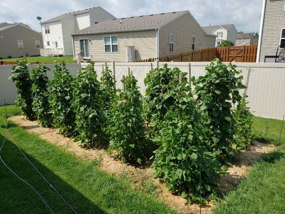Backyard Pole Beans August 6, 2022 #2.jpg