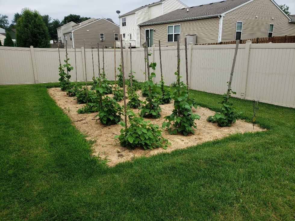 Backyard Pole Beans JuLY 11, 2022.jpg