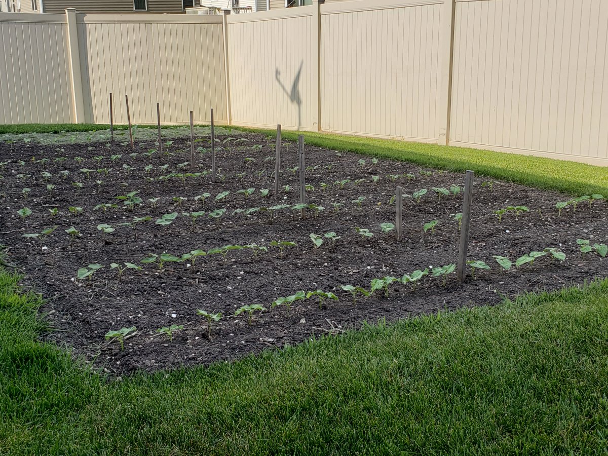 Backyare Snap Beans 2020.jpg