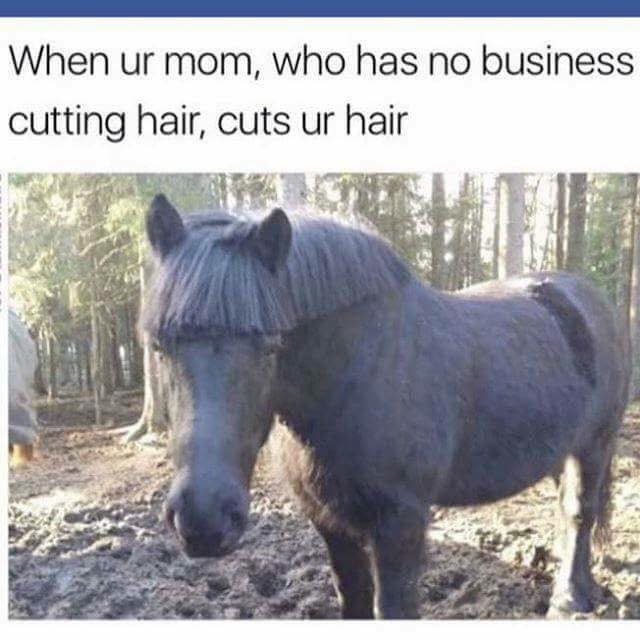 bad haircut horse.jpg