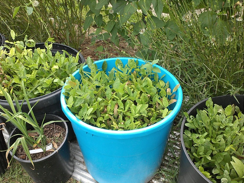 Bambarra beans.jpg
