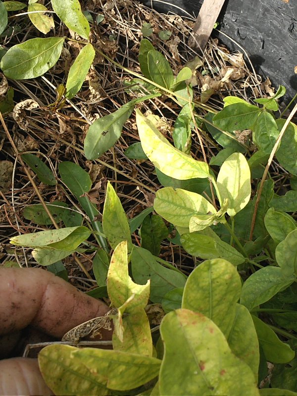 Bambarra plant.jpg