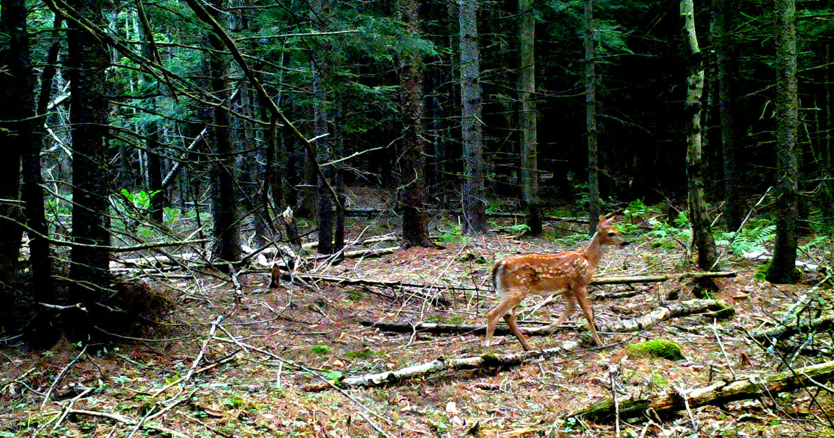 Bambi searching for mom2.jpg