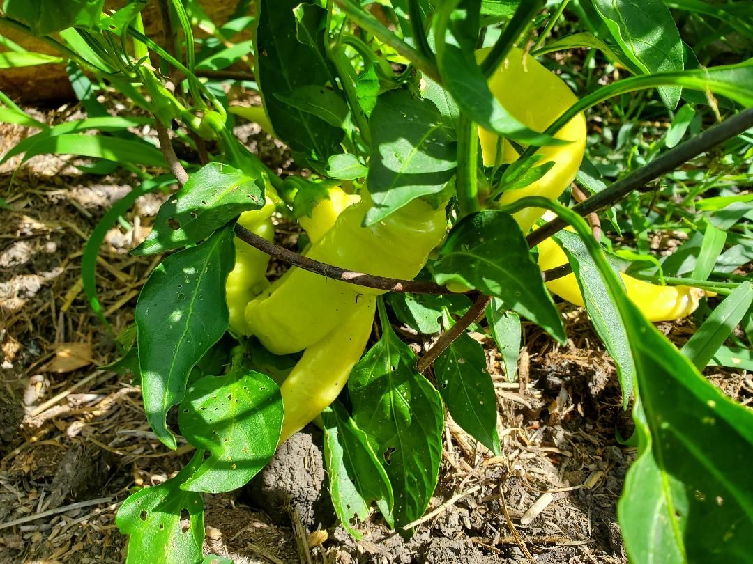 Banana peppers, 08-04-2020.jpg