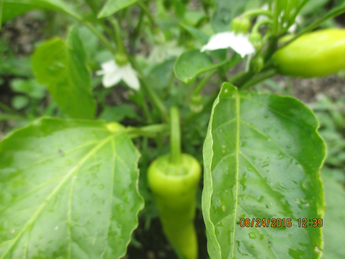 banana peppers.JPG