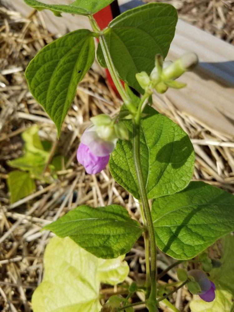 Banzala Bloom.jpg