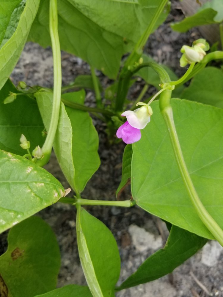 Banzala Bloom.jpg
