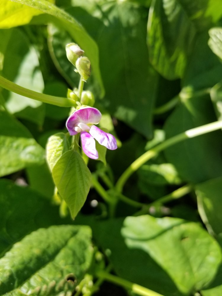 Banzala Flower.jpg