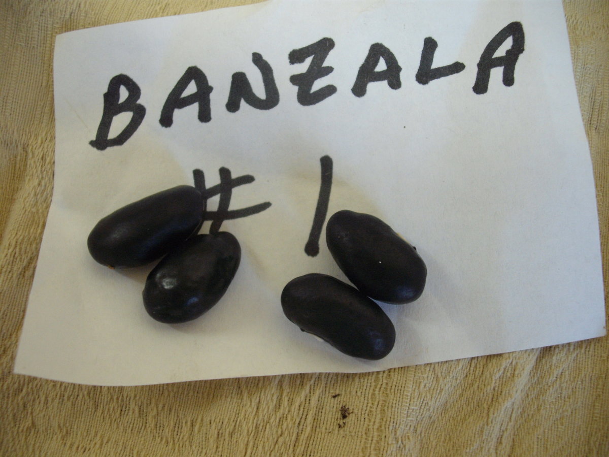 Banzala.JPG