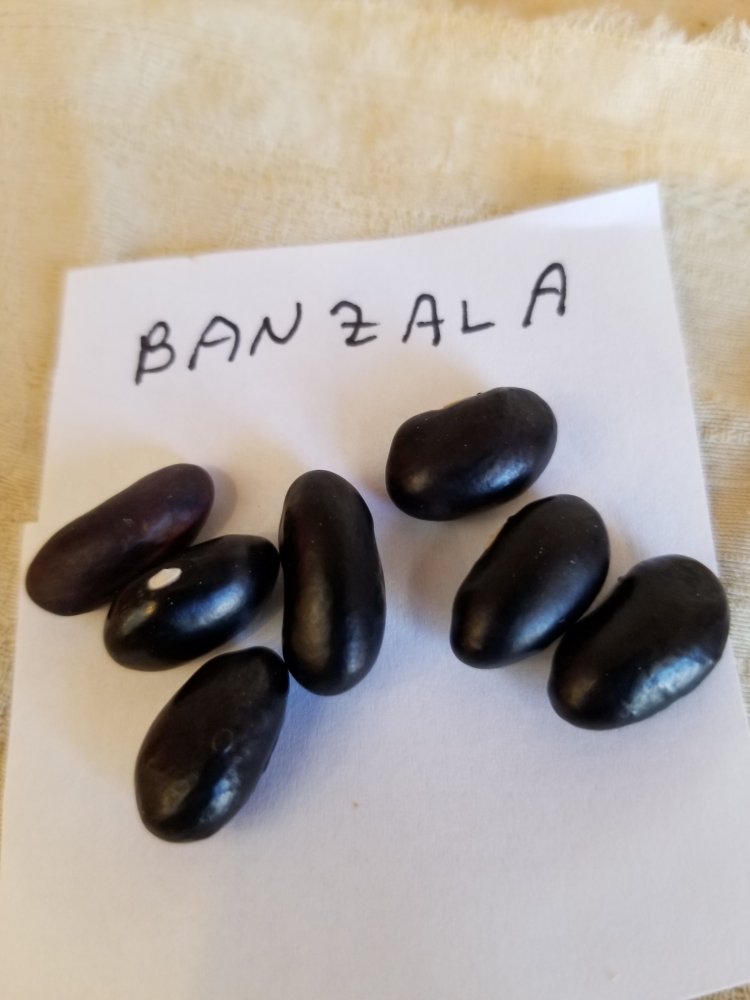 Banzala.jpg