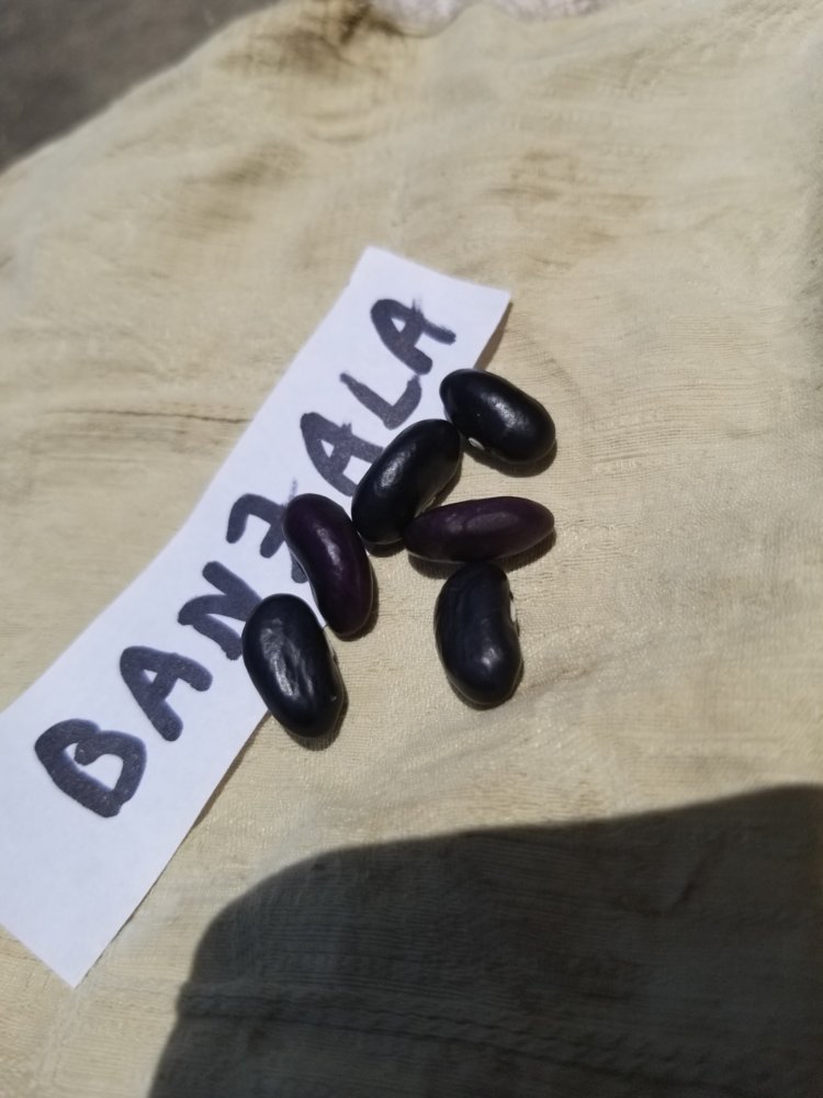 Banzala Second.jpg