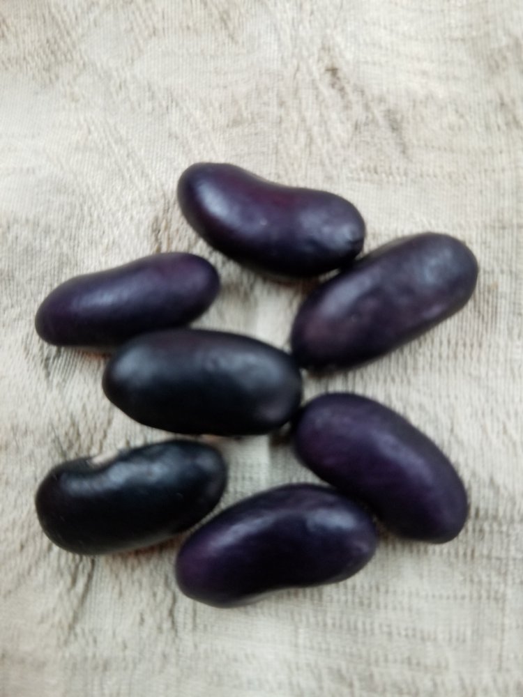 Banzala Seeds.jpg