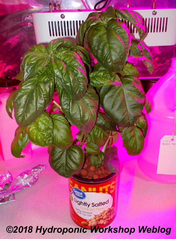 basil basil.jpg