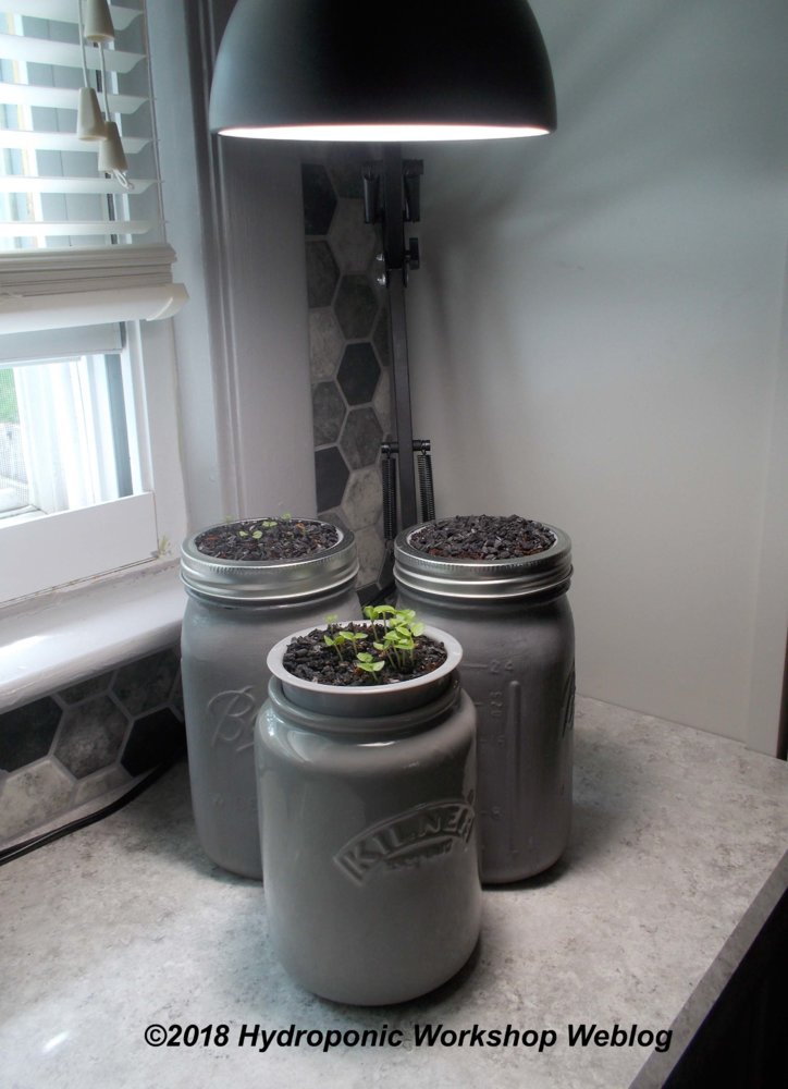 basil.jpg