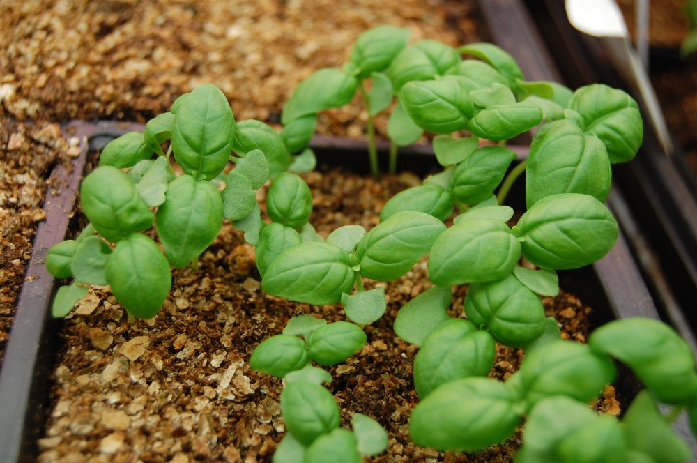 basil seedlings.jpg