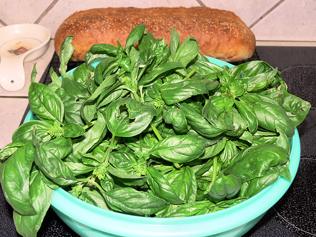 Basil_052118.jpg