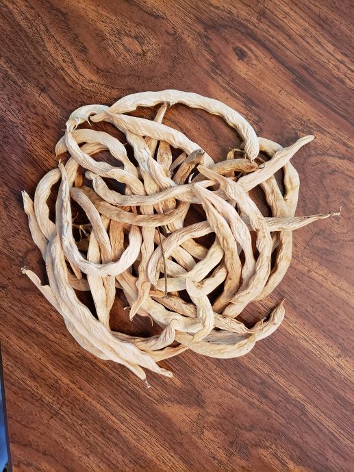 Batch of Weaver Pods 8-31-22.jpg