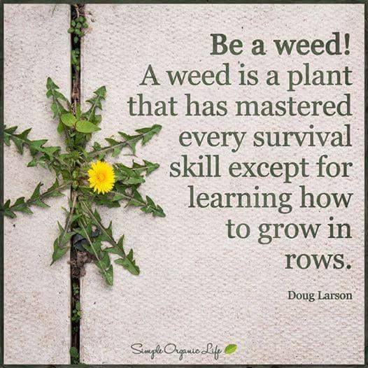 be a weed.jpg