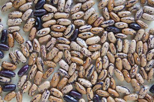 BEAN #1 - Annellino di Trento.jpg