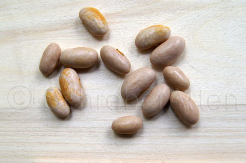 BEAN #2 - Wybelsummer Suppenbohne.jpg