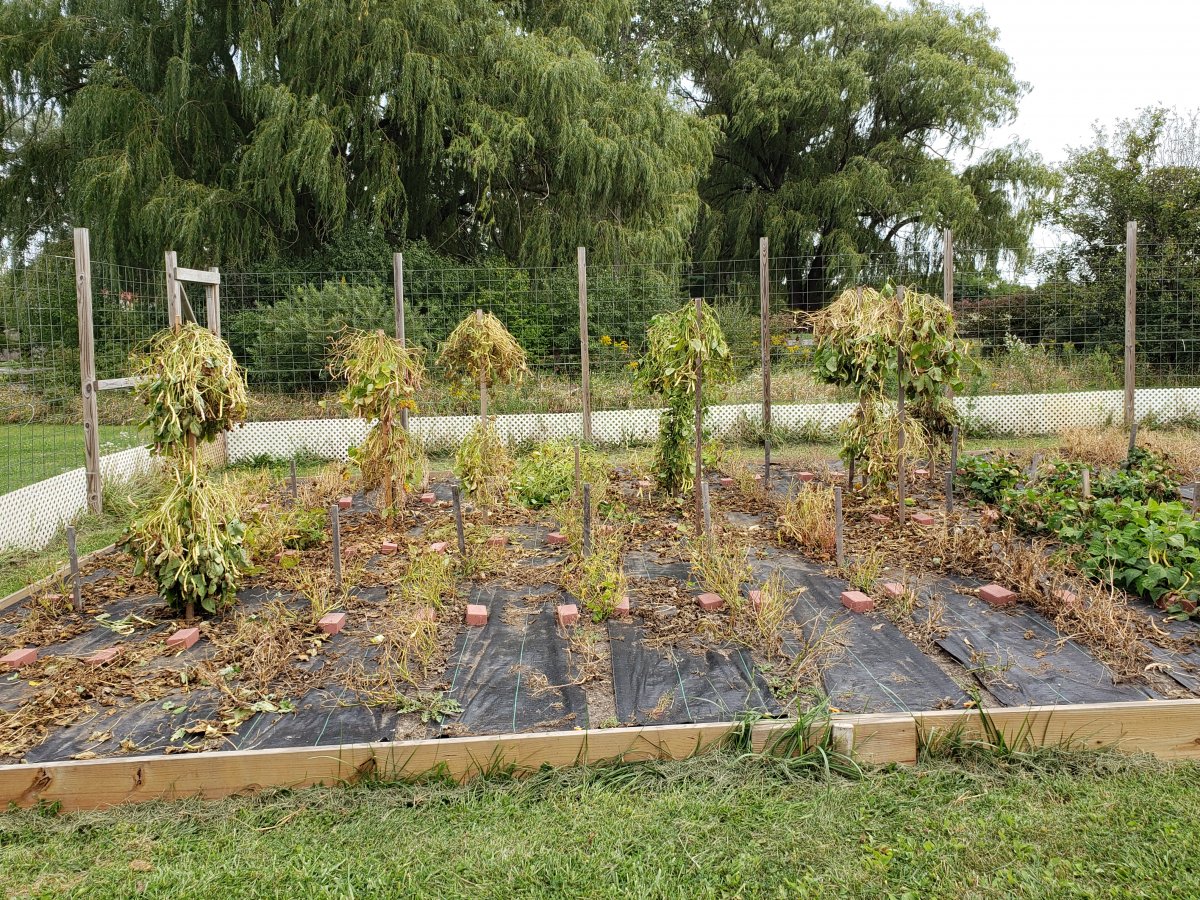 Bean Acres 9-11-2021 #1 .jpg