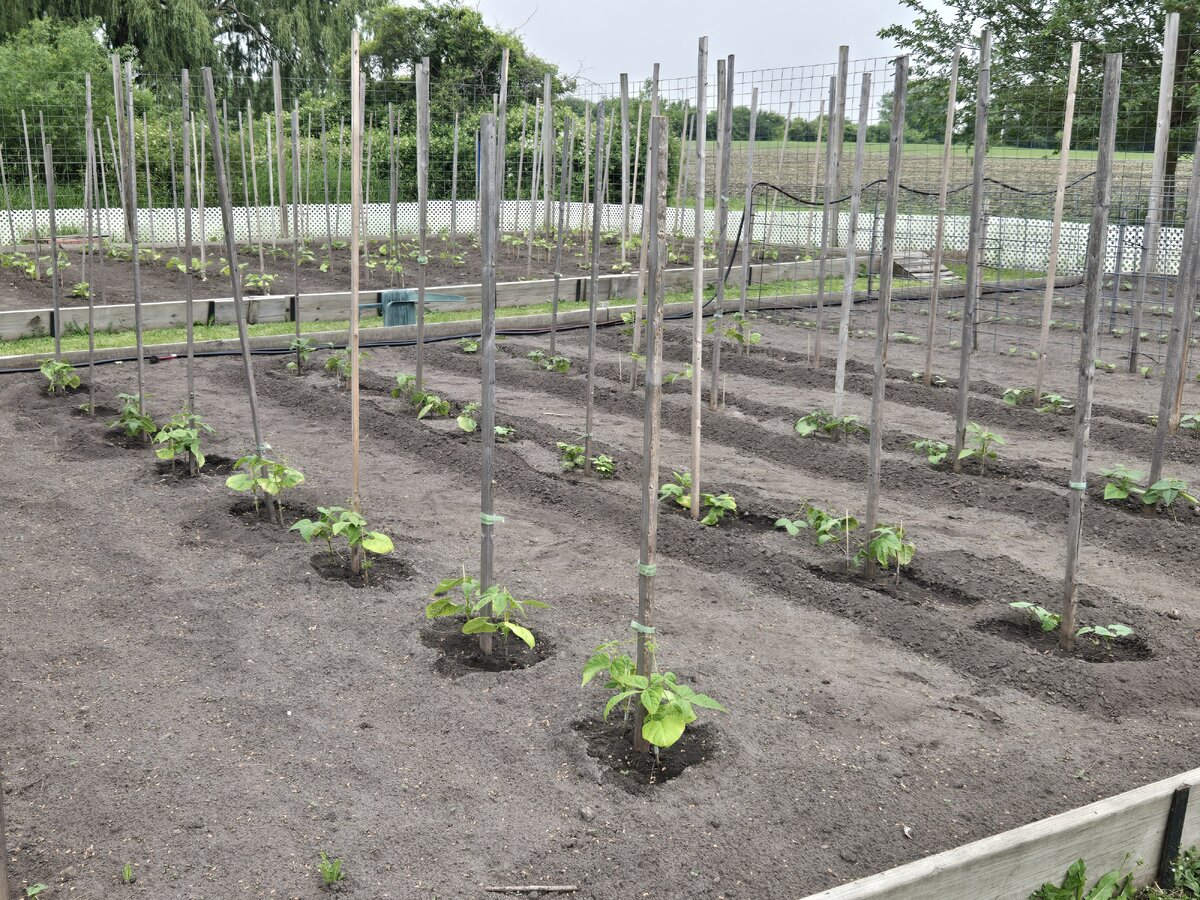 Bean Acres West And East Beds.jpg