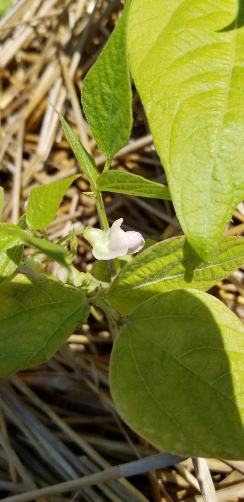 Bean Flower.jpg