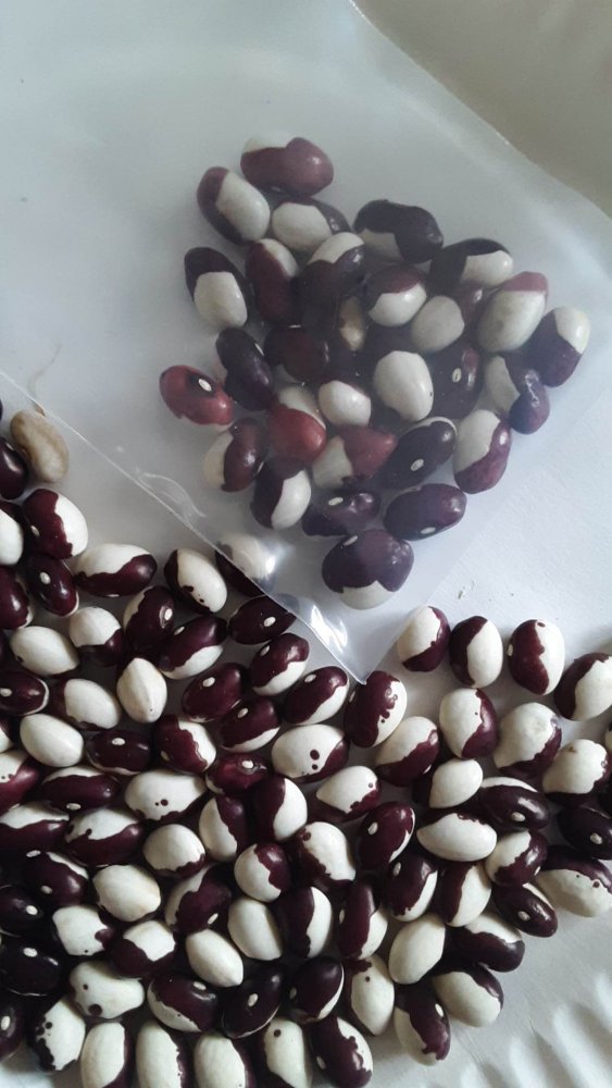 Bean from Poland.jpg
