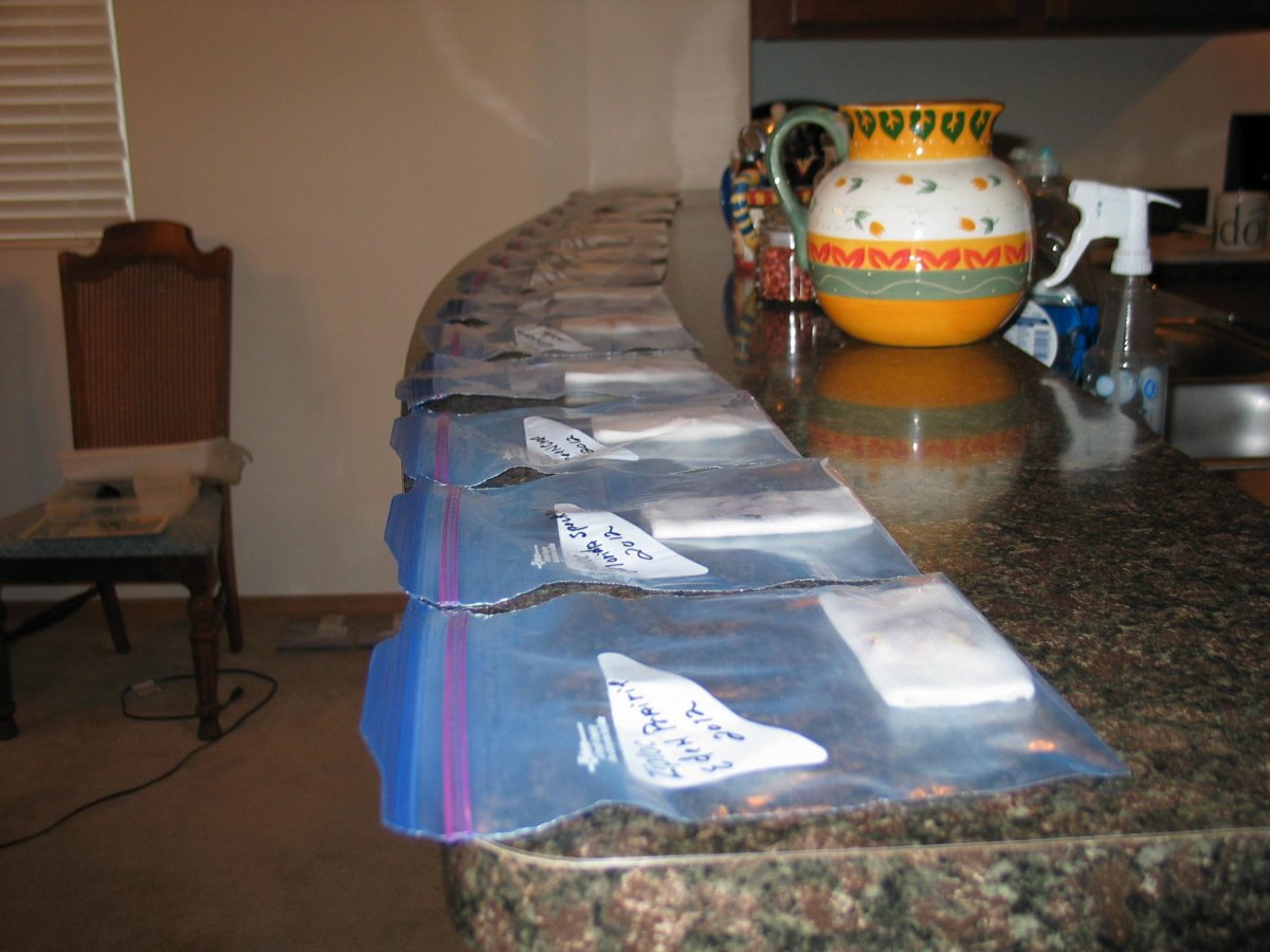 BEAN GERMINATION #4.JPG