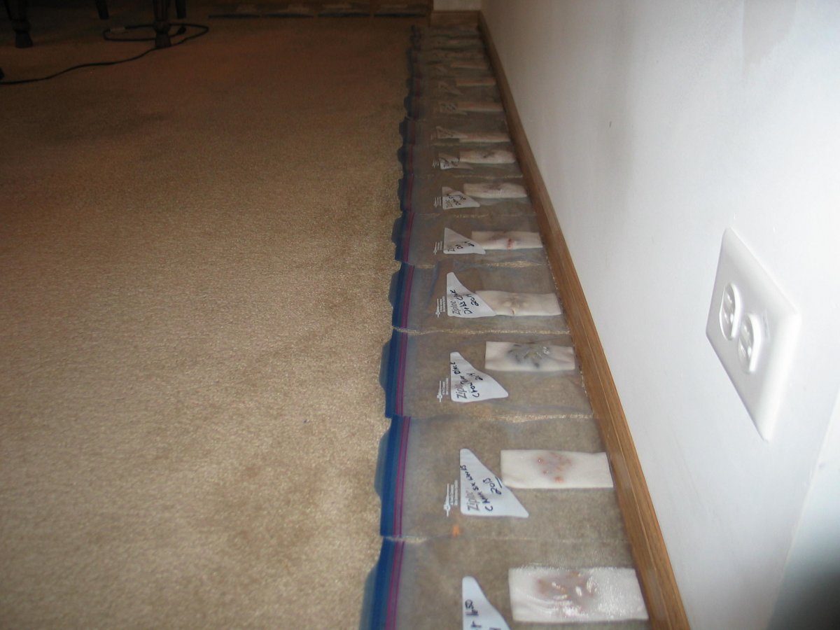 BEAN GERMINATION #5.JPG