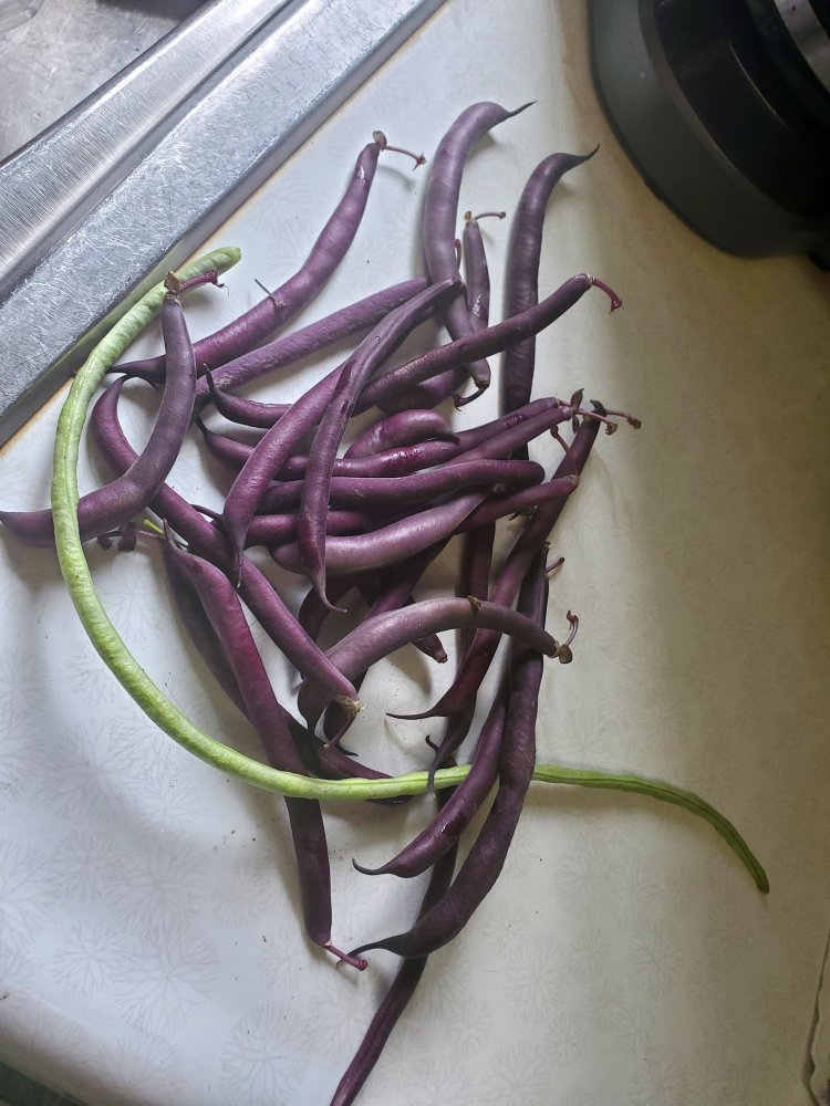 Bean harvest, 08-05-22.jpg