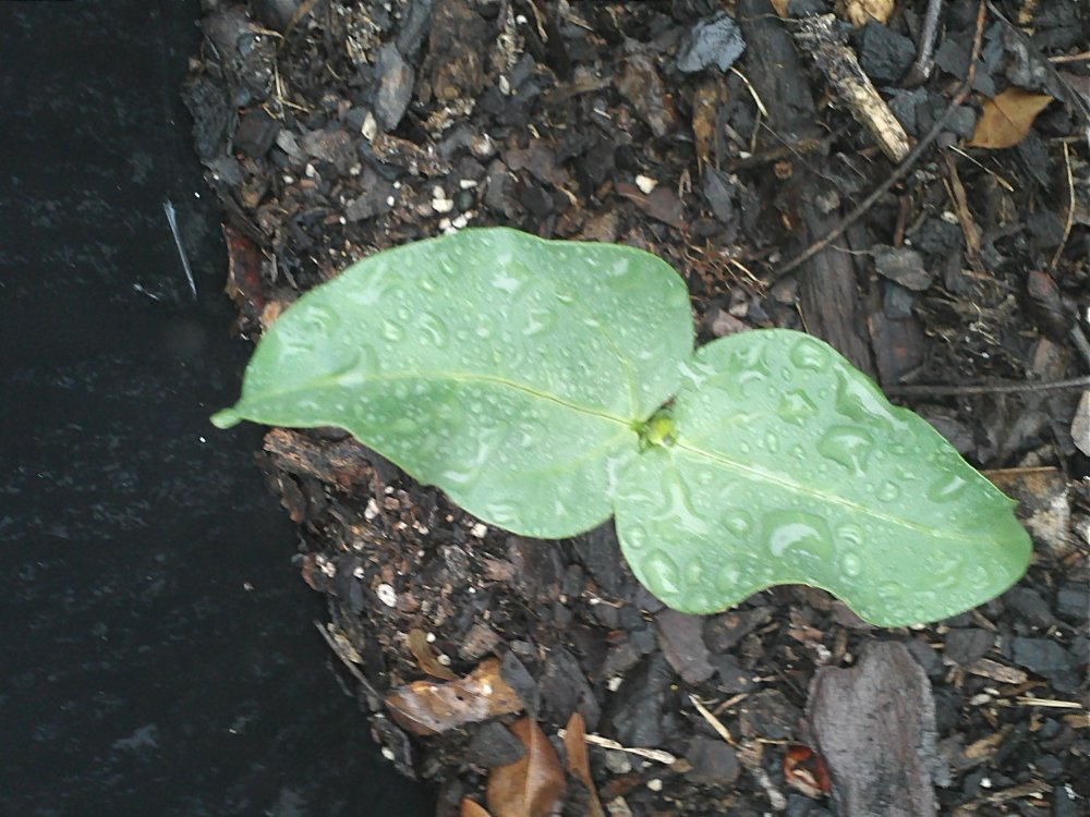 Bean Jugo Botswana Imposter.jpg