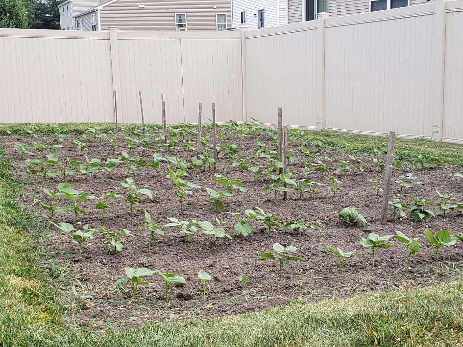 Bean Nursery #1 2021.jpg